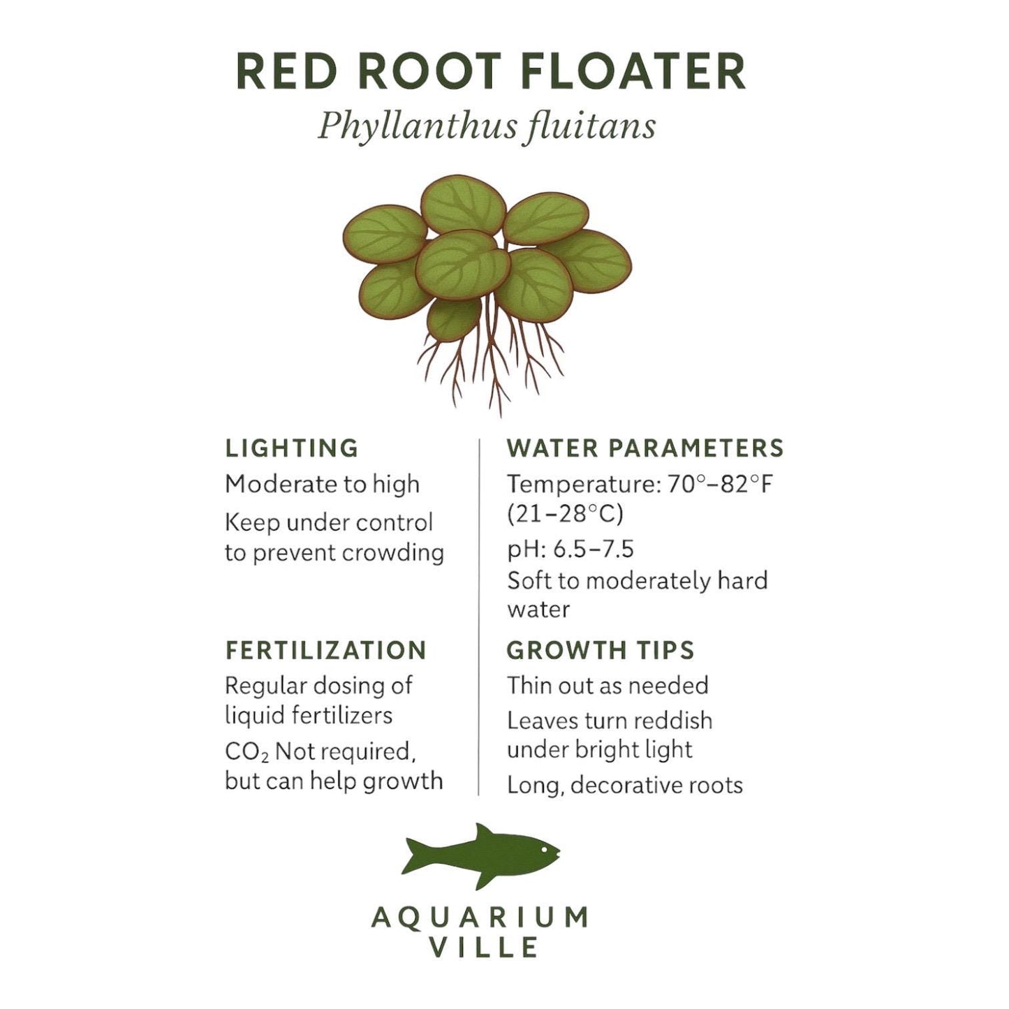AquariumVille care guide for Red Root Floater (Phyllanthus fluitans) featuring an illustration of the plant and detailed care instructions: moderate to high lighting, regular liquid fertilization, ideal temperature 70–82°F, pH 6.5–7.5, and tips to thin out as needed. Notes include that leaves turn red under bright light and roots are long and decorative.