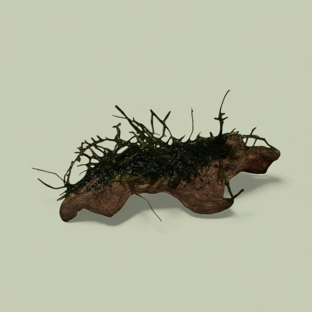 Piece of coral wood with vibrant green Java moss attached, displayed on a soft sage background — a natural aquarium decoration ideal for aquascaping, providing shelter for shrimp and fish while promoting beneficial biofilm growth.
