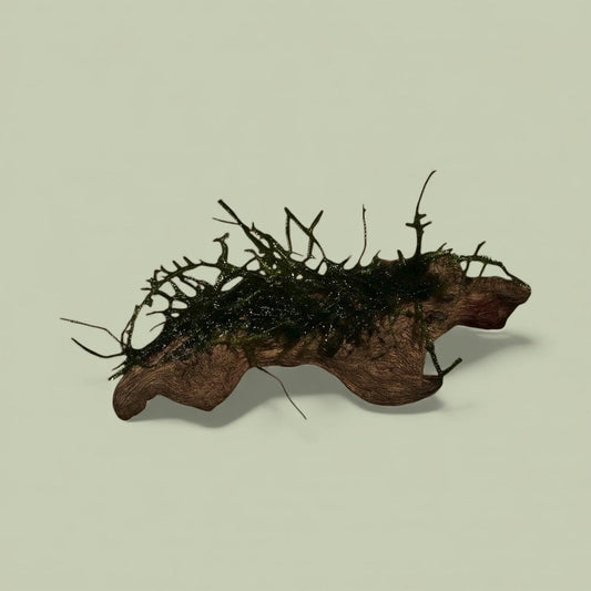 Piece of coral wood with vibrant green Java moss attached, displayed on a soft sage background — a natural aquarium decoration ideal for aquascaping, providing shelter for shrimp and fish while promoting beneficial biofilm growth.
