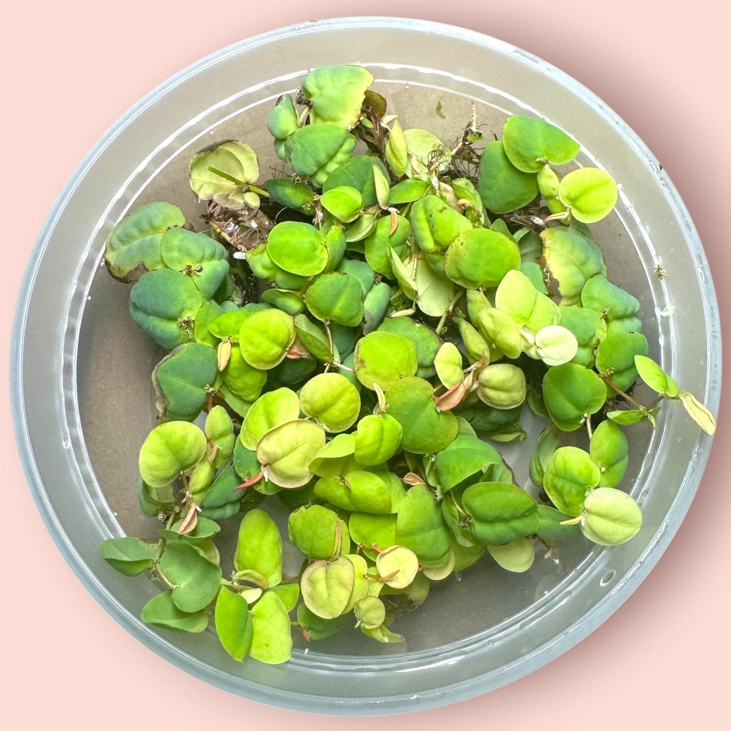 Top view of a clear container holding a mix of Red Root Floaters (Phyllanthus fluitans) and Duckweed, showing vibrant green and reddish floating leaves on water against a soft pink background — ideal floating plants for freshwater aquariums and shrimp tanks.
