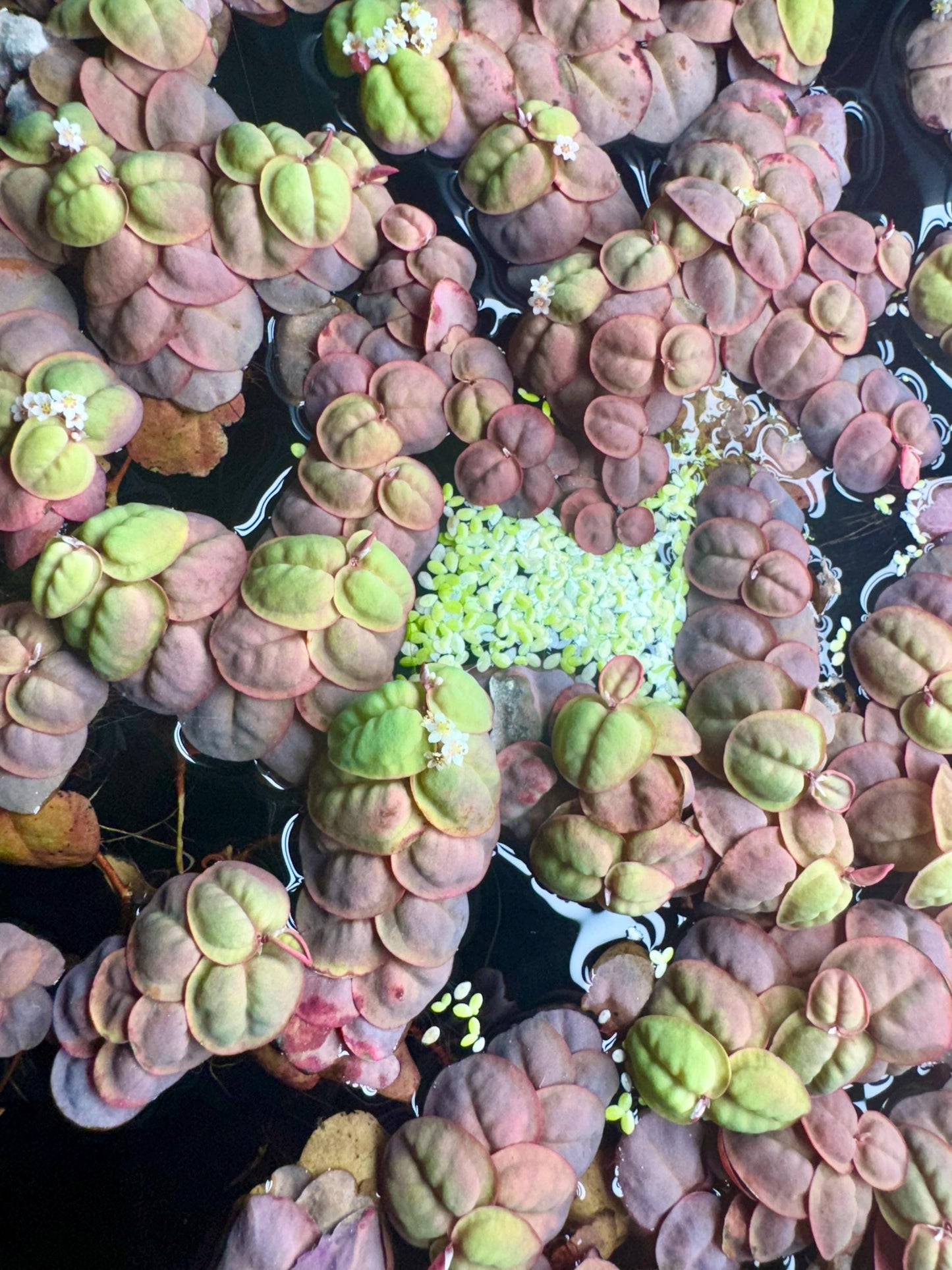 Close-up view of red root floater plants with pink and green rounded leaves and small white flowers, mixed with patches of bright green duckweed floating on the water’s surface.
