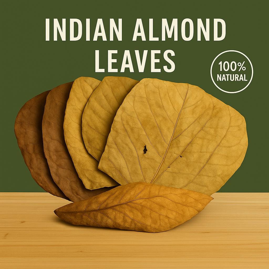 High-quality display of dried Indian almond leaves arranged on a light wood surface with a green background, bold ‘Indian Almond Leaves’ text above, and a ‘100% Natural’ badge in the corner—ideal botanical product photo for aquariums and shrimp tanks.