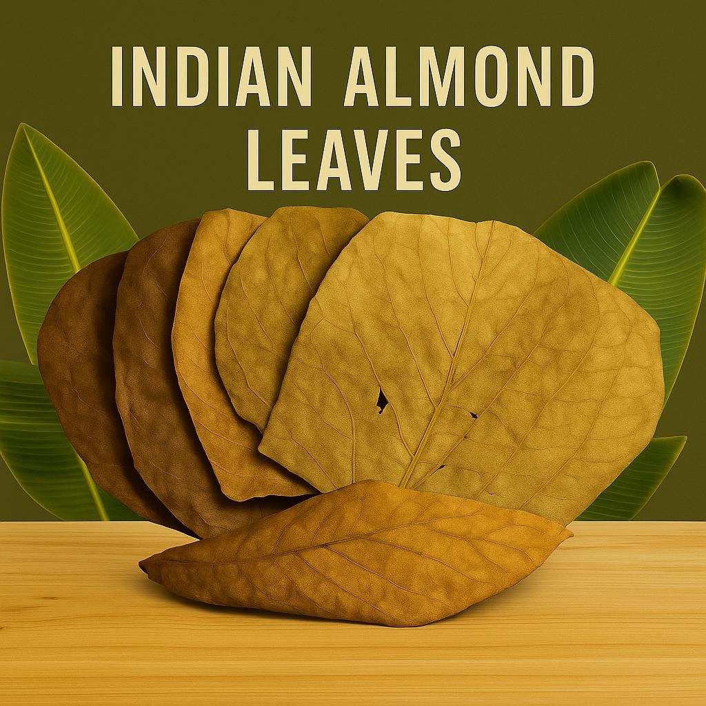 Indian almond leaves arranged in a fan on a wooden surface with green tropical leaves in the background and the text ‘Indian Almond Leaves’ above.