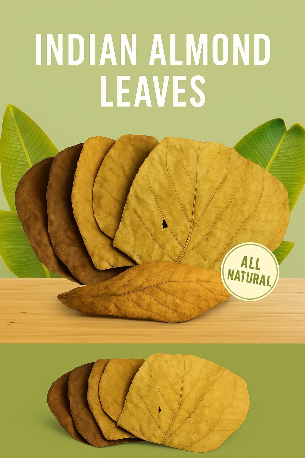 Indian Almond Leaves displayed on a light wooden surface with a green background, arranged in a fan shape showing their natural brown and golden tones. A small ‘All Natural’ badge appears on the lower right, with tropical green leaves behind the product for decoration.
