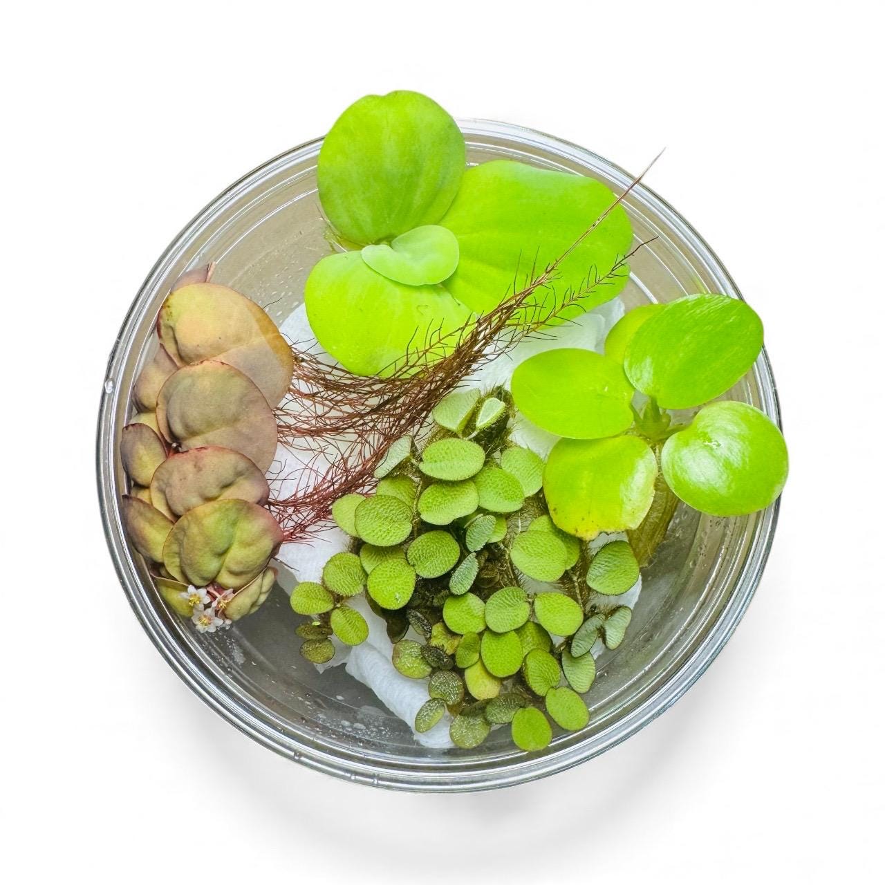 Top view of a clear container holding a mix of live aquarium floating plants including Red Root Floater, Amazon Frogbit, Salvinia Minima, and Dwarf Water Lettuce, showing their vibrant green leaves and delicate red roots against a white background.