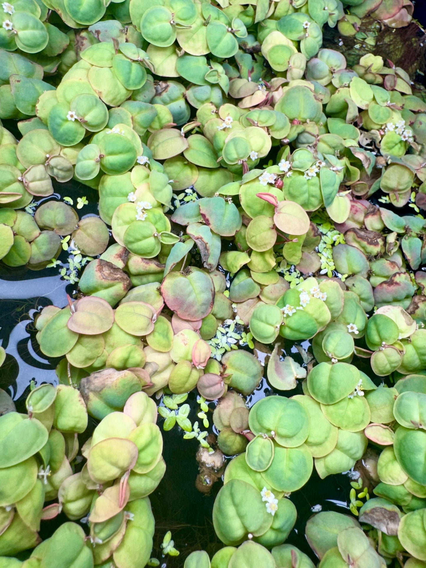 Duckweed & Red Root Floater Mix Live Aquarium Floating Plant. Large Amount in 8 oz Deli Cup. Snails possibly included.