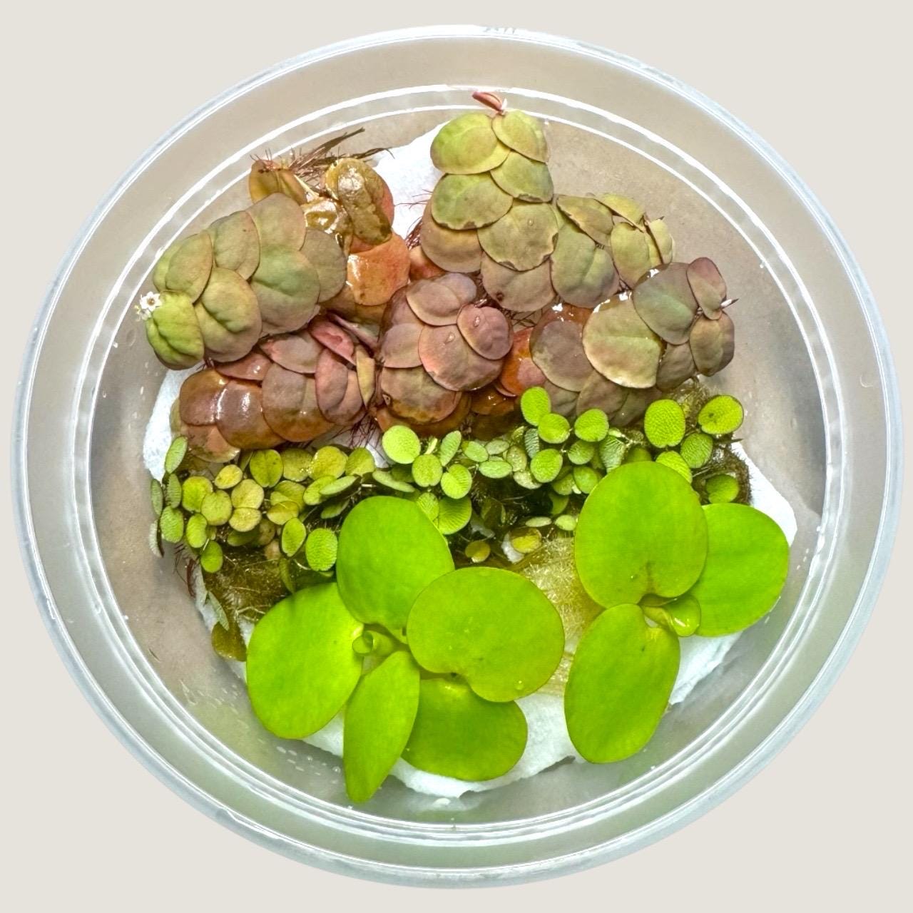 Top view of a clear container with a mix of live floating aquarium plants — 4 Red Root Floaters, 3 Amazon Frogbit, and 3 Salvinia Minima — showing their vibrant green and red leaves, ideal for freshwater aquascapes, shrimp tanks, and betta fish setups.