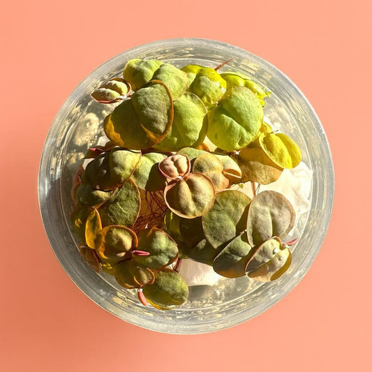 Red Root Floater 4 Pack (Phyllanthus fluitans)