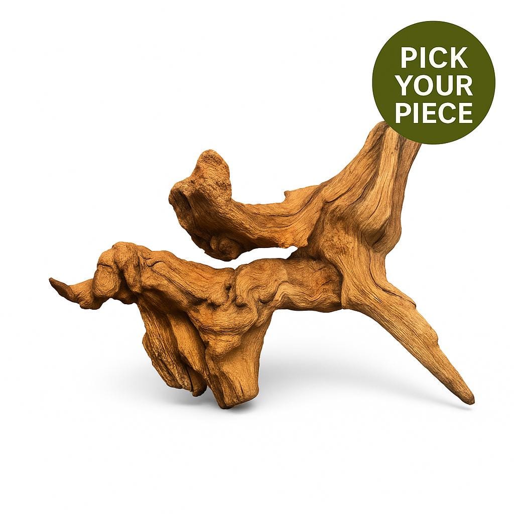 Natural mopani driftwood centerpiece for aquarium aquascaping on white background, detailed two-tone hardwood with twisted branches, pick your piece aquarium wood for fish tanks, shrimp tanks, reptiles, and planted aquariums.