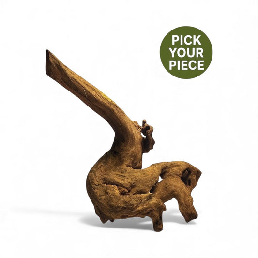 Coral driftwood piece with long curved branch and textured natural grain, shown on a white background with a green ‘Pick Your Piece’ badge — ideal for aquascaping, aquarium decor, and planted tanks.