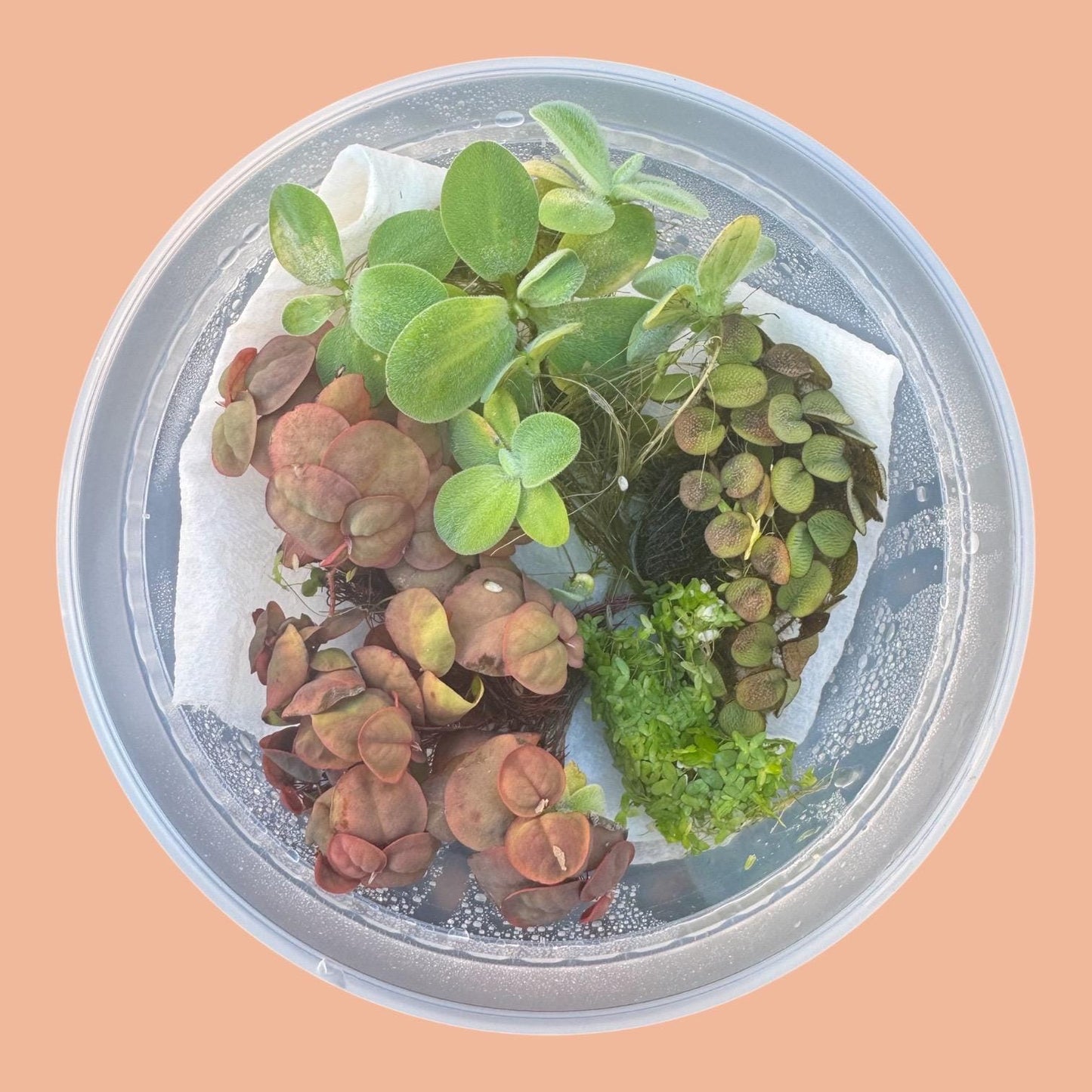 Top-down view of a floating plant combo pack featuring Red Root Floater, Water Lettuce, Salvinia minima, and a portion of Duckweed arranged inside a clear deli cup with moisture droplets on the lid. Fresh live plants for aquariums, shrimp tanks, and nano setups.