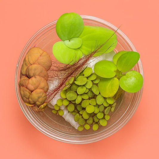 Top-down view of a clear round deli cup containing a mix of live floating aquarium plants, including red root floater with reddish leaves, Salvinia minima with small textured green discs, bright green Amazon frogbit, and soft velvety water lettuce, displayed on a coral blush background.
