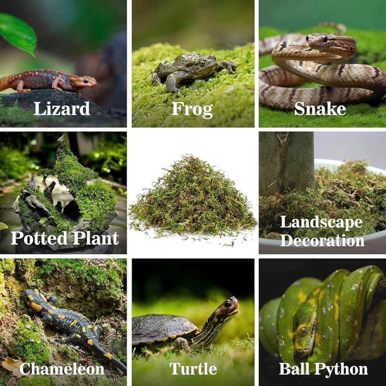 Collage showing uses of natural moss for reptiles, amphibians, plants, and decor, including lizard, frog, snake, potted plant, landscaping, chameleon, turtle, and ball python habitats