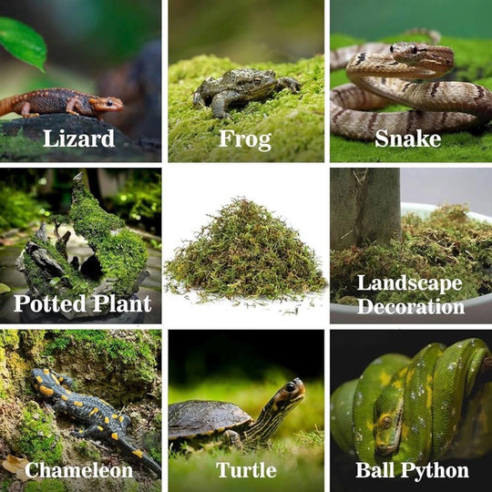 Collage showing uses of natural moss for reptiles, amphibians, plants, and decor, including lizard, frog, snake, potted plant, landscaping, chameleon, turtle, and ball python habitats