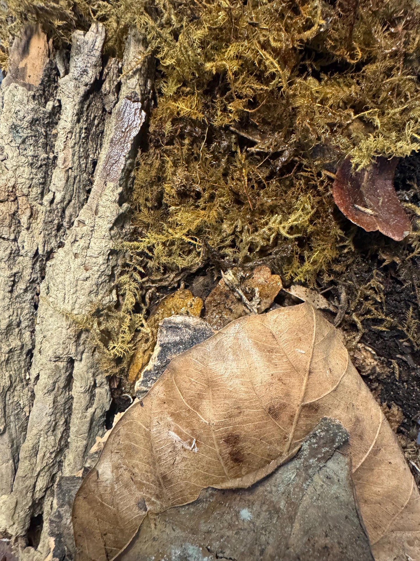 Natural terrarium substrate with sphagnum moss, bark, stones, and dried leaf litter creating a forest floor texture