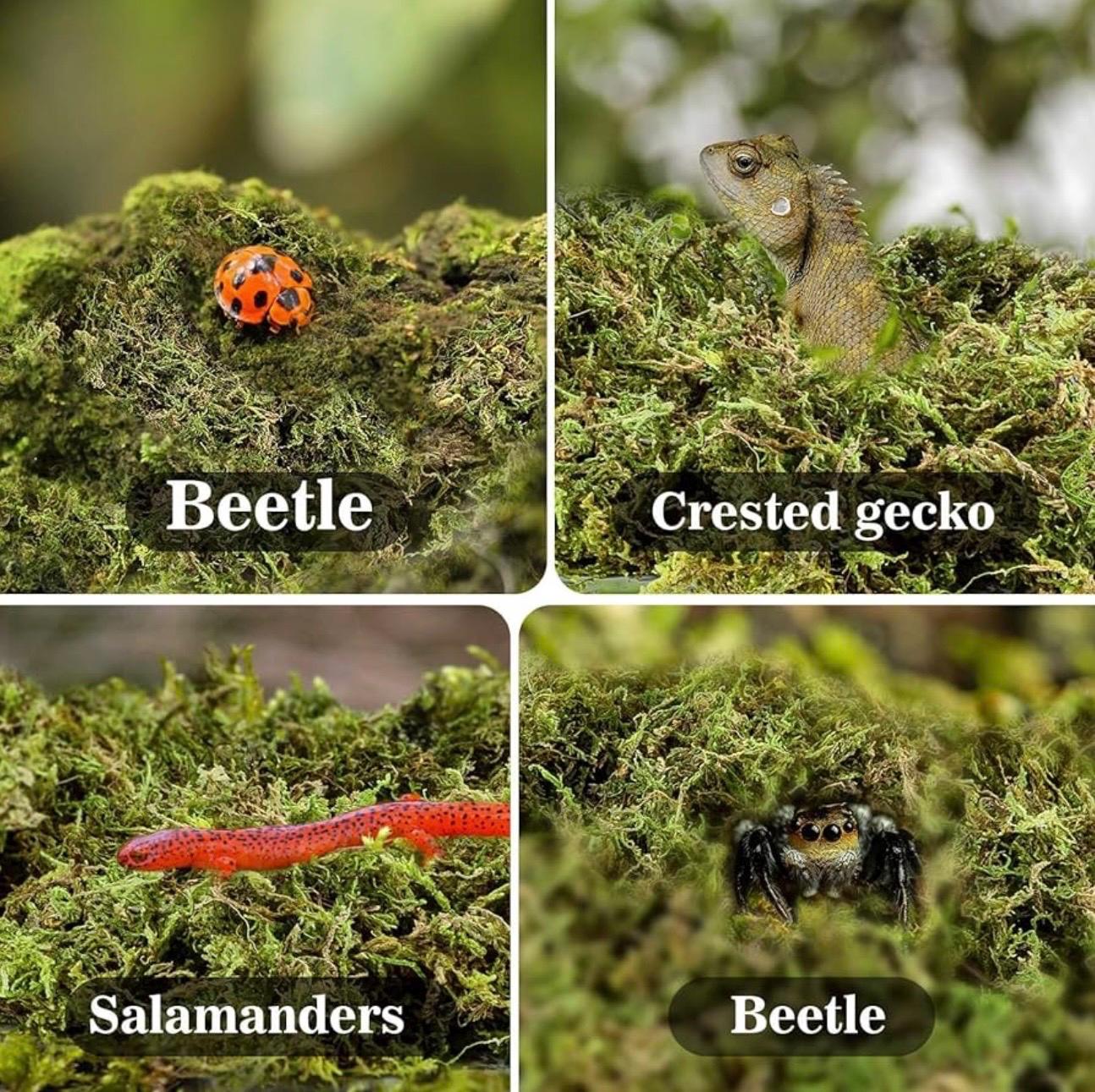 Collage showing sphagnum moss habitat with beetle, crested gecko, salamander, and spider, highlighting natural moss use for small animals and reptiles