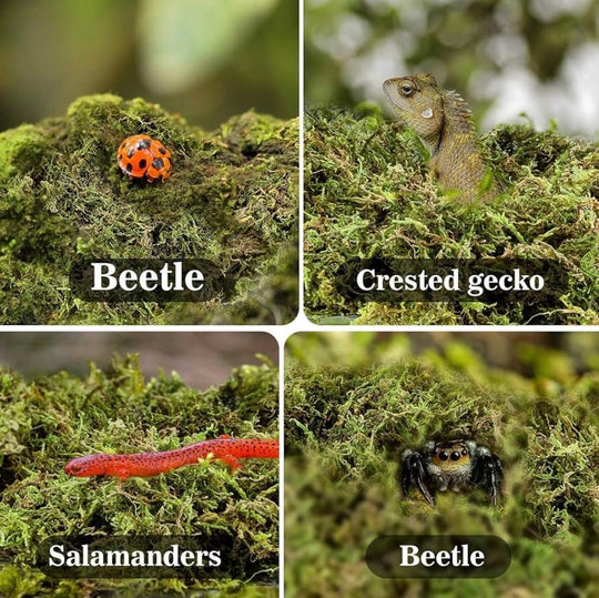 Collage showing sphagnum moss habitat with beetle, crested gecko, salamander, and spider, highlighting natural moss use for small animals and reptiles