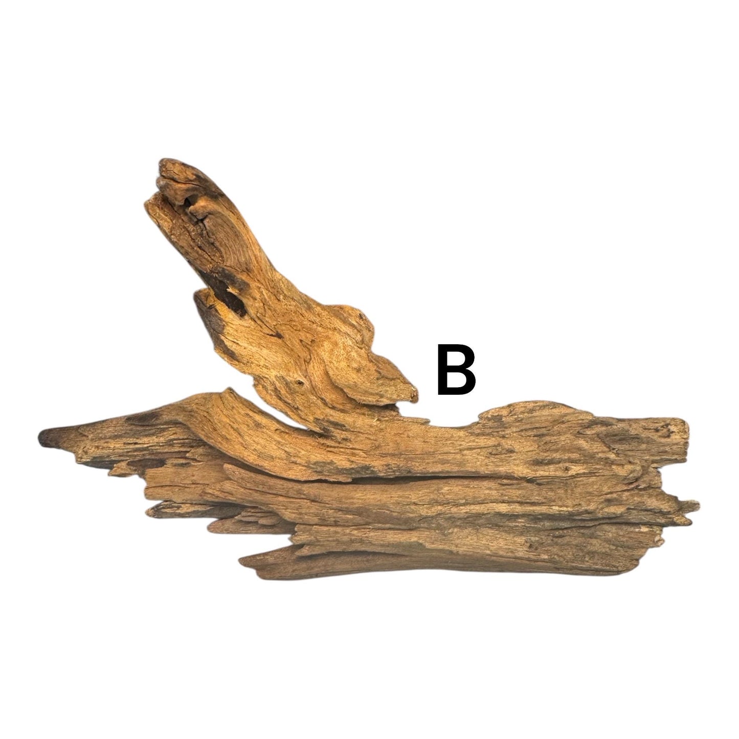 Coral Driftwood (6-8 Inches) – Natural Aquarium Wood for Aquascaping, Shrimp, Betta, and Nano Tanks | AquariumVille