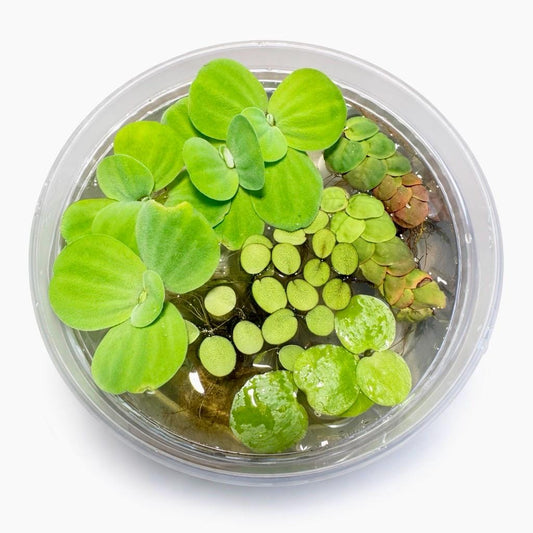 Floating plant variety pack for sale featuring water lettuce, Frogbit, salvinia, and red root floaters