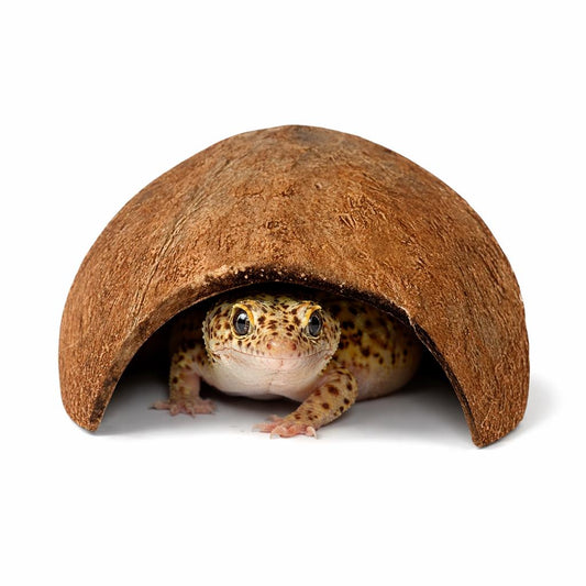 Coconut shell hide with leopard gecko inside, natural reptile cave for terrariums and vivariums on white background