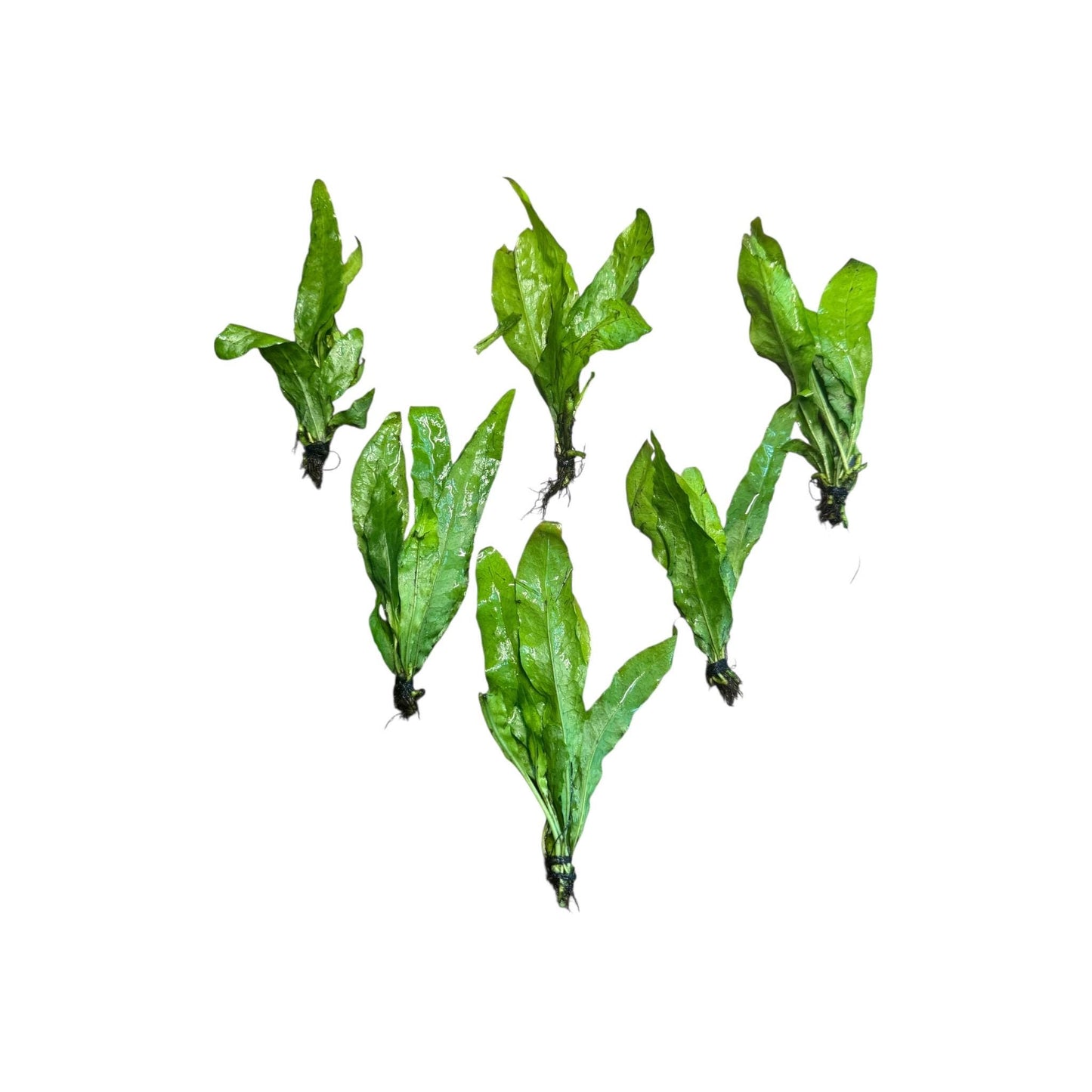Java Fern Bare Root Live Aquarium Plant – Easy Low Light Freshwater Plant for Betta, Shrimp & Planted Tanks