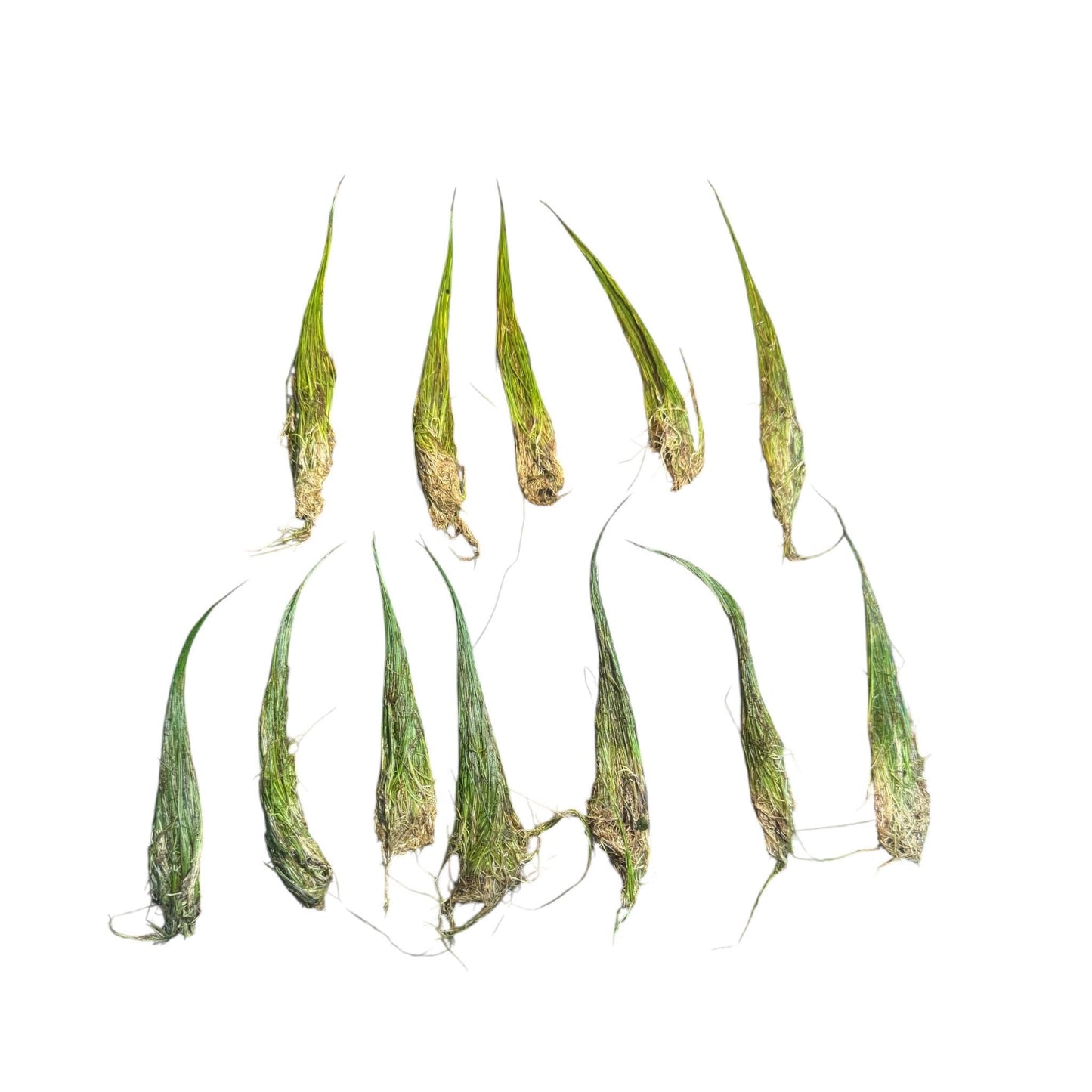 Ten individual Dwarf Hair Grass plants with visible roots laid out on a white background, freshly separated aquarium carpeting plants ready for planting in freshwater tanks.