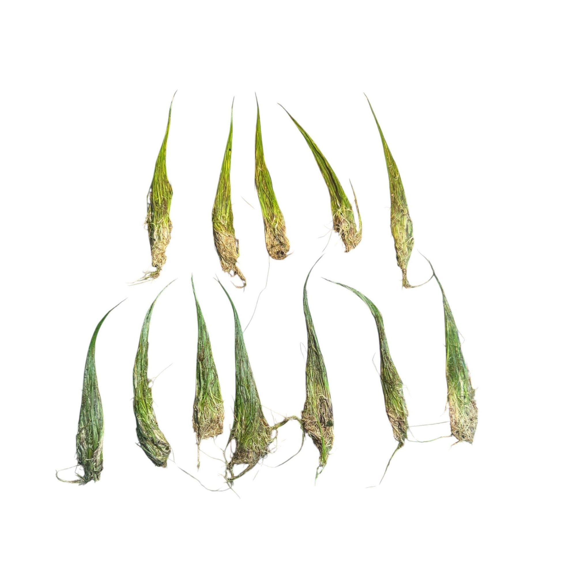 Ten individual Dwarf Hair Grass plants with visible roots laid out on a white background, freshly separated aquarium carpeting plants ready for planting in freshwater tanks.