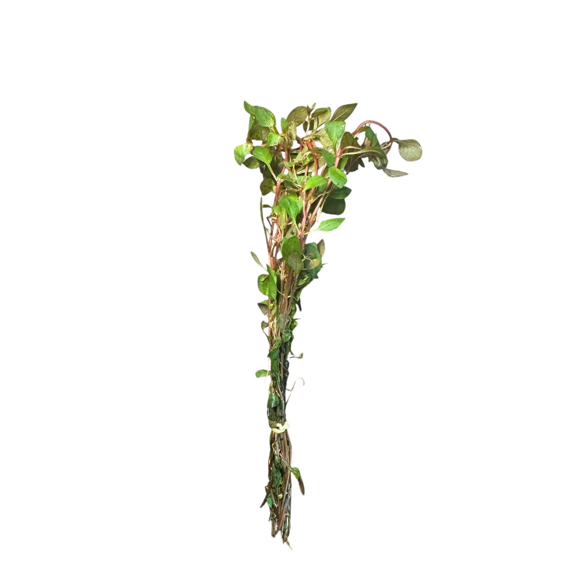 Ludwigia Super Red Mini – Live Aquarium Stem Plant – Vibrant Red Planted Tank Plant