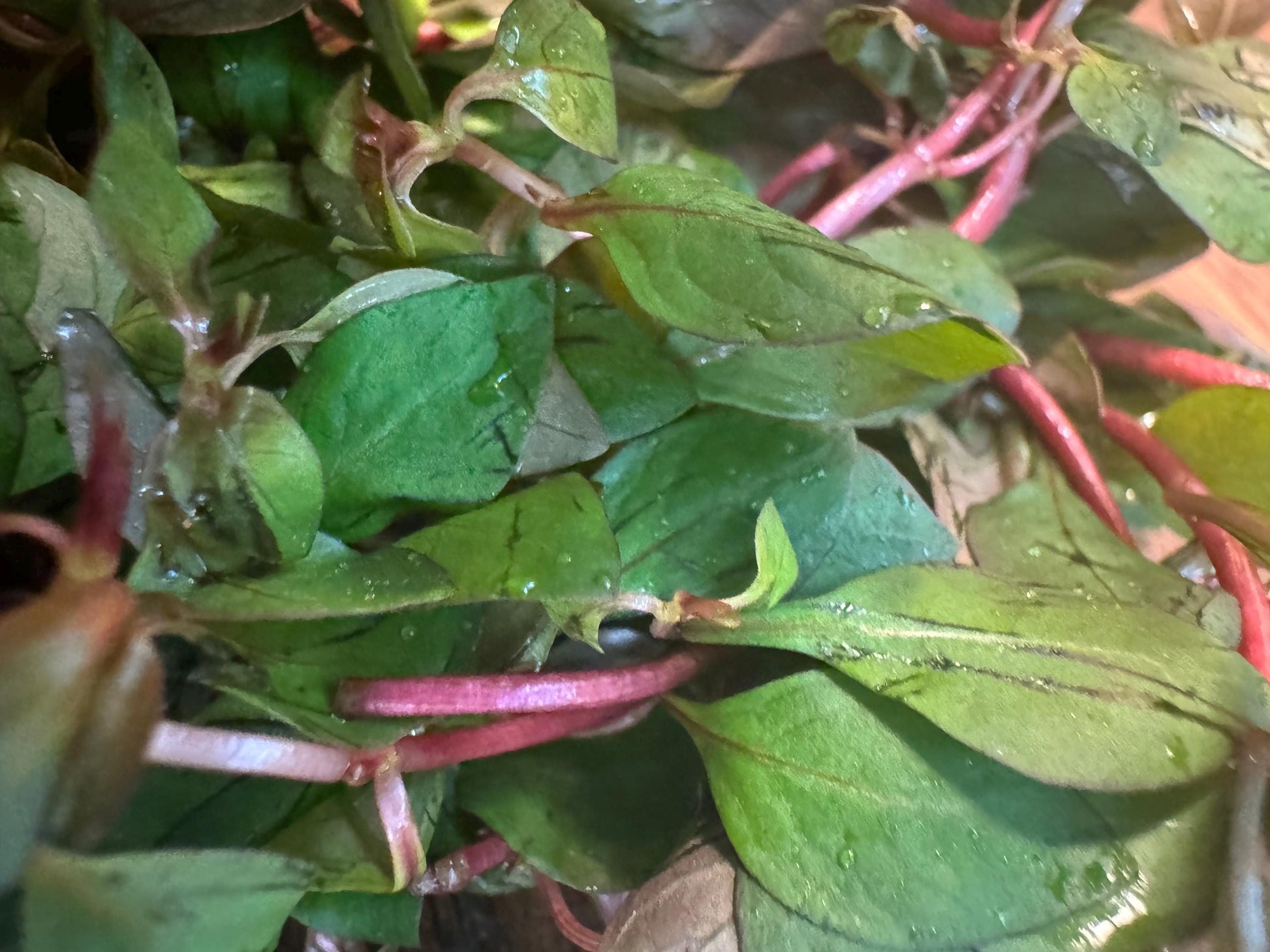 Ludwigia Super Red Mini – Live Aquarium Stem Plant – Vibrant Red Planted Tank Plant