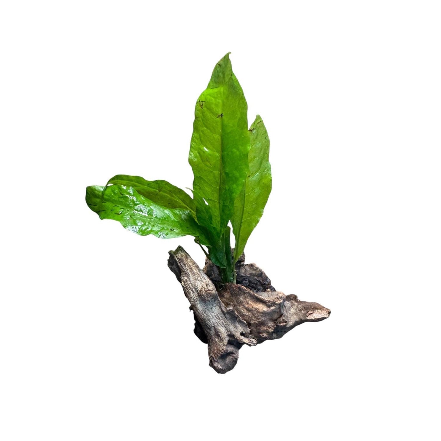 Java Fern on Coral Driftwood | Live Aquarium Plant on Wood | Nano Aquascape Decor for Betta, Shrimp & Planted Tanks