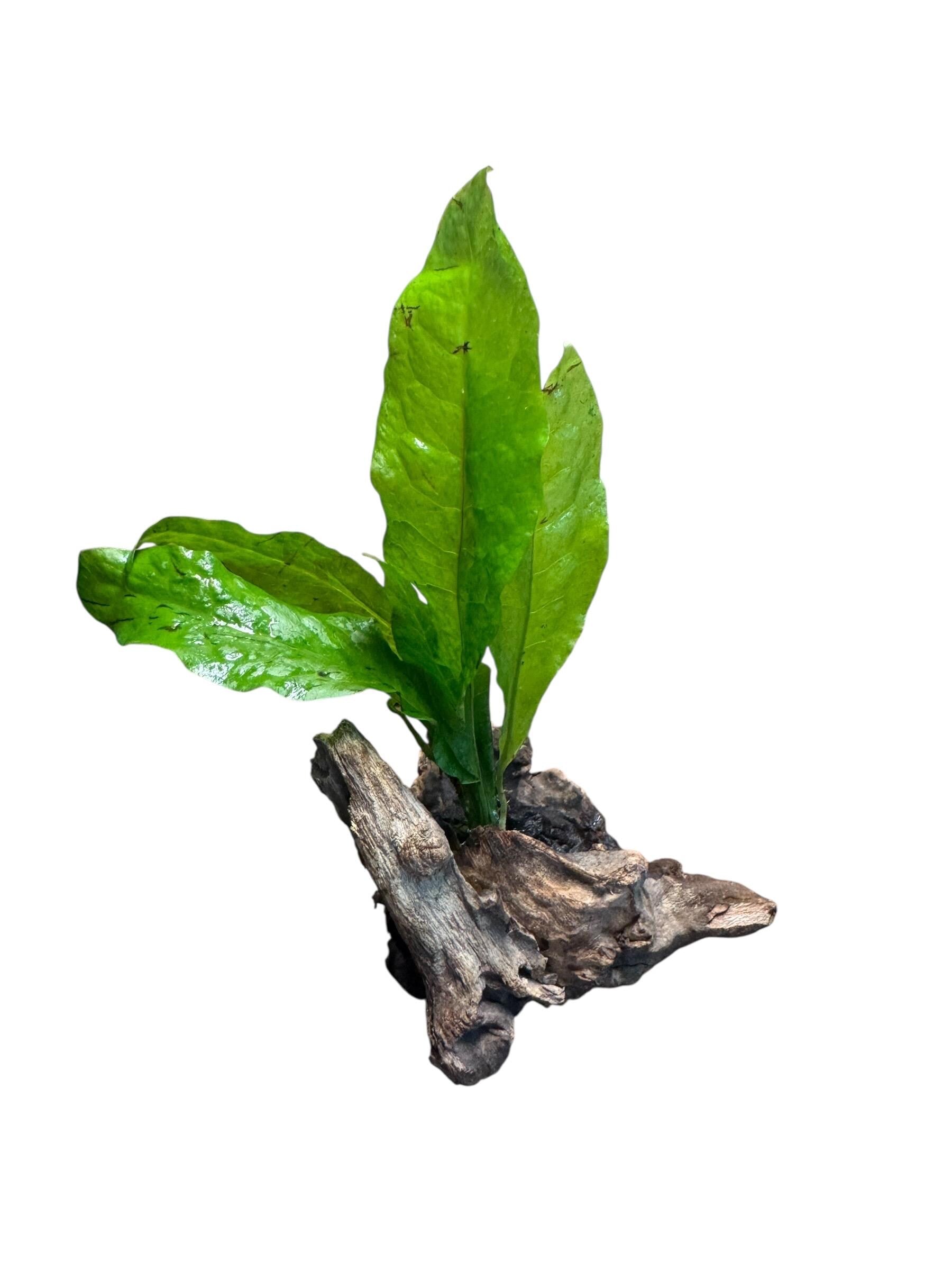 Java Fern on Coral Driftwood | Live Aquarium Plant on Wood | Nano Aquascape Decor for Betta, Shrimp & Planted Tanks