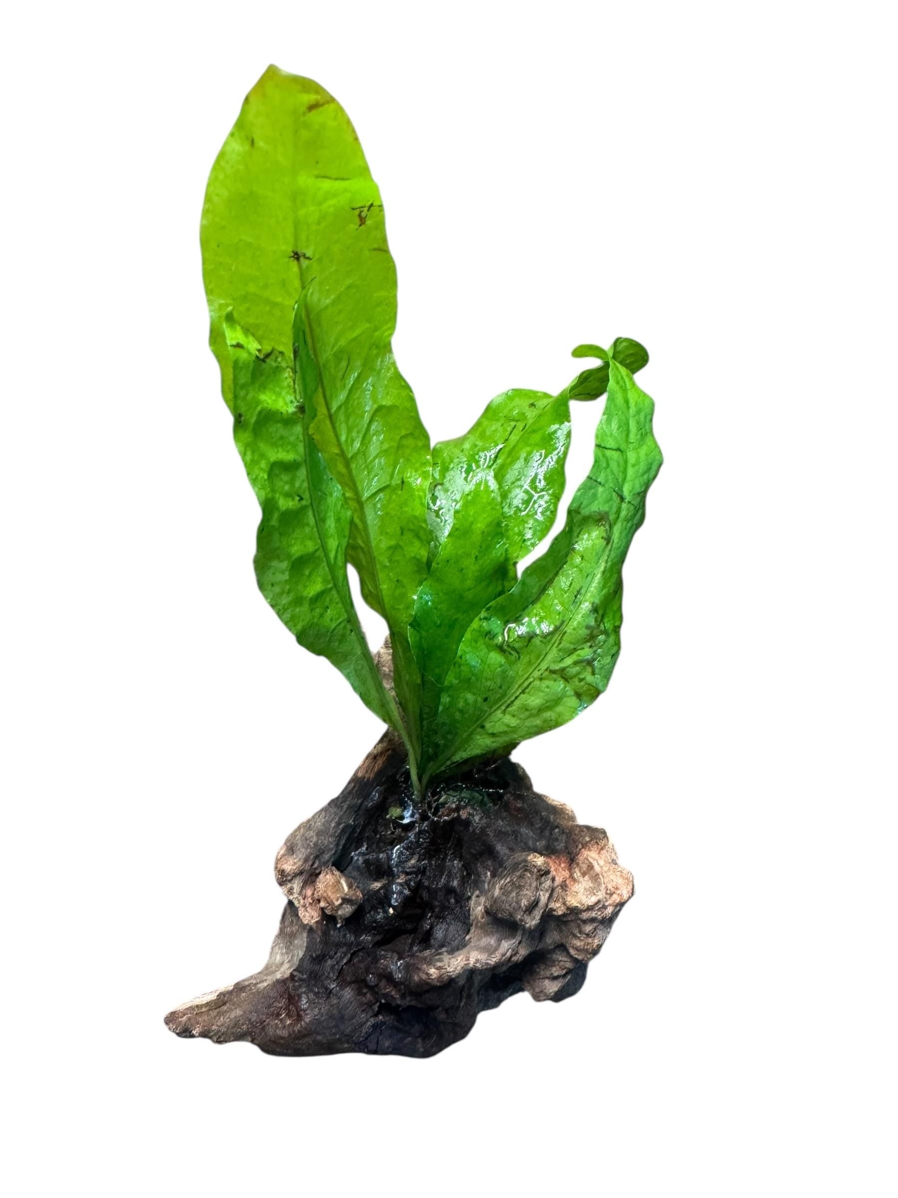 Java Fern on Coral Driftwood | Live Aquarium Plant on Wood | Nano Aquascape Decor for Betta, Shrimp & Planted Tanks