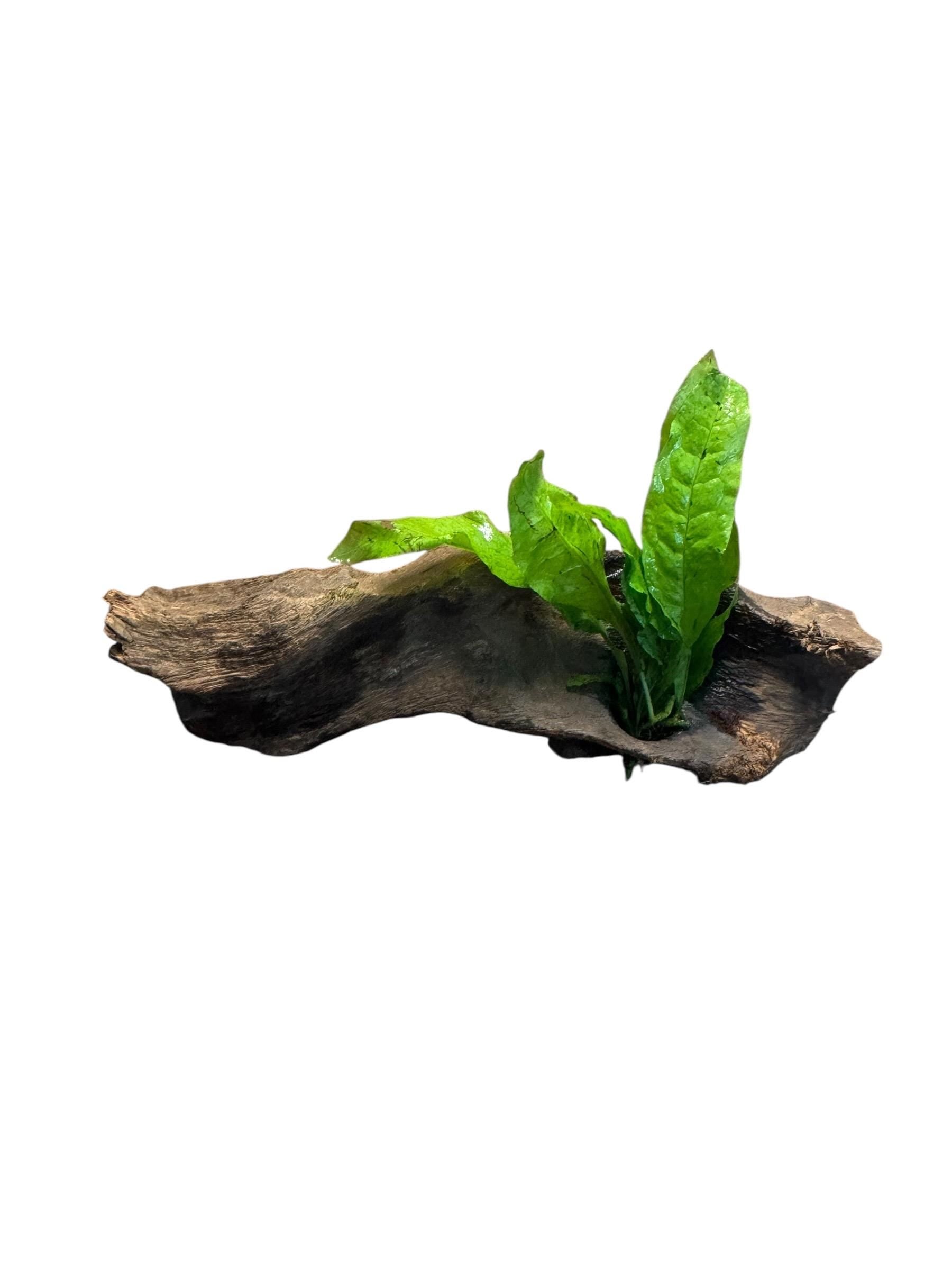 Java Fern on Mopani Wood – Live Aquarium Plant Driftwood, Betta Tank Decor, Shrimp Aquascape Plant