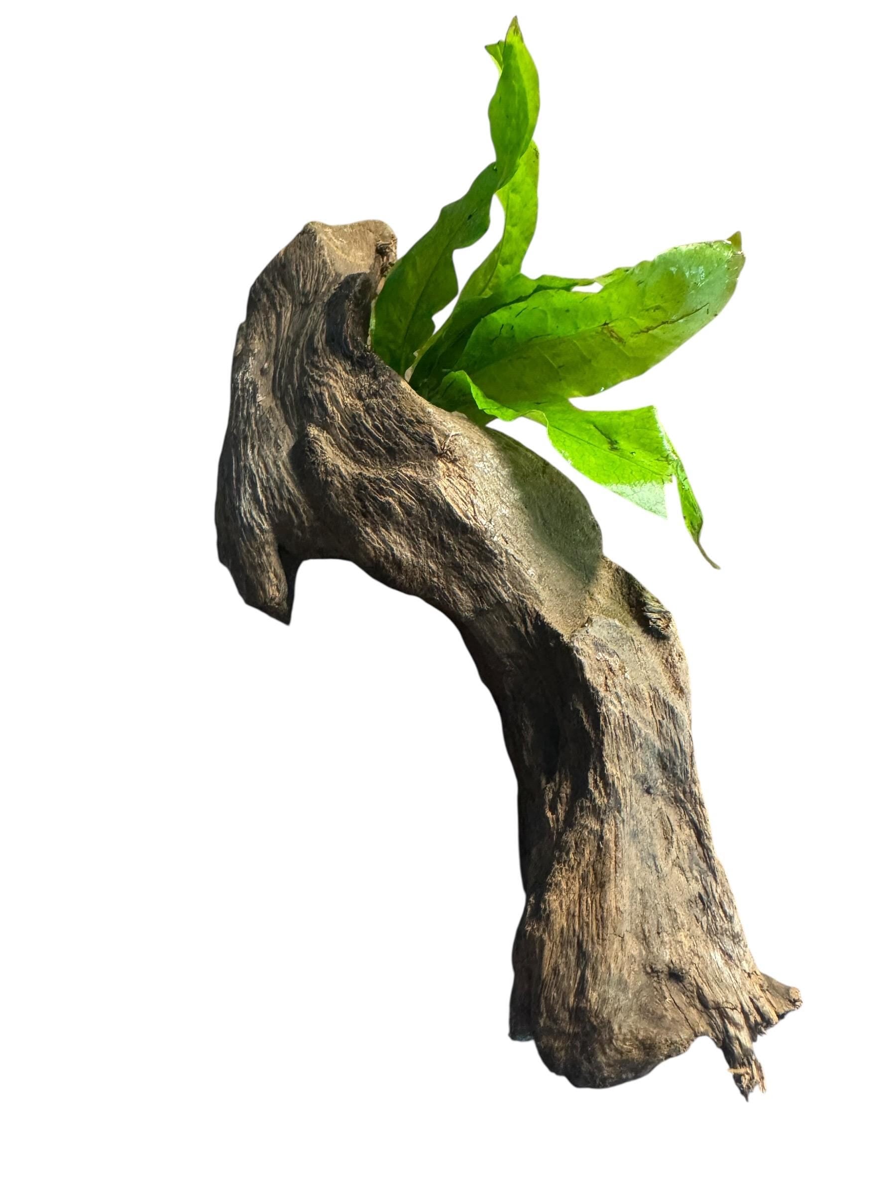 Java Fern on Mopani Wood – Live Aquarium Plant Driftwood, Betta Tank Decor, Shrimp Aquascape Plant