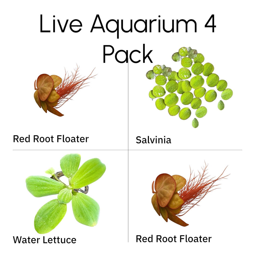 Live Aquarium Floating Plants 4 Pack graphic featuring Red Root Floaters, Salvinia Minima, and Water Lettuce displayed on a clean white background with labeled plant names—easy freshwater floating plants for aquascaping, betta tanks, and shrimp aquariums.