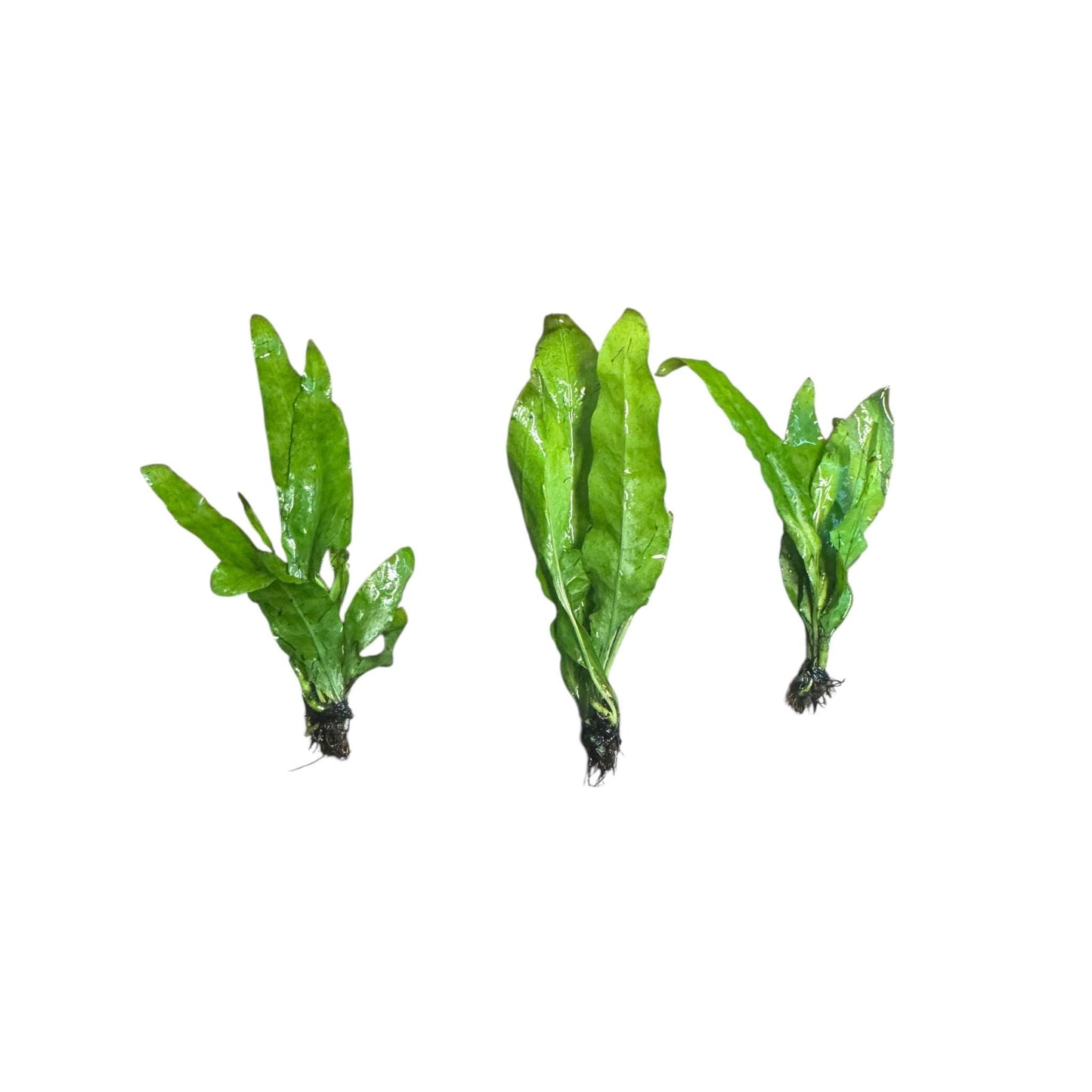 Java Fern Bare Root Live Aquarium Plant – Easy Low Light Freshwater Plant for Betta, Shrimp & Planted Tanks