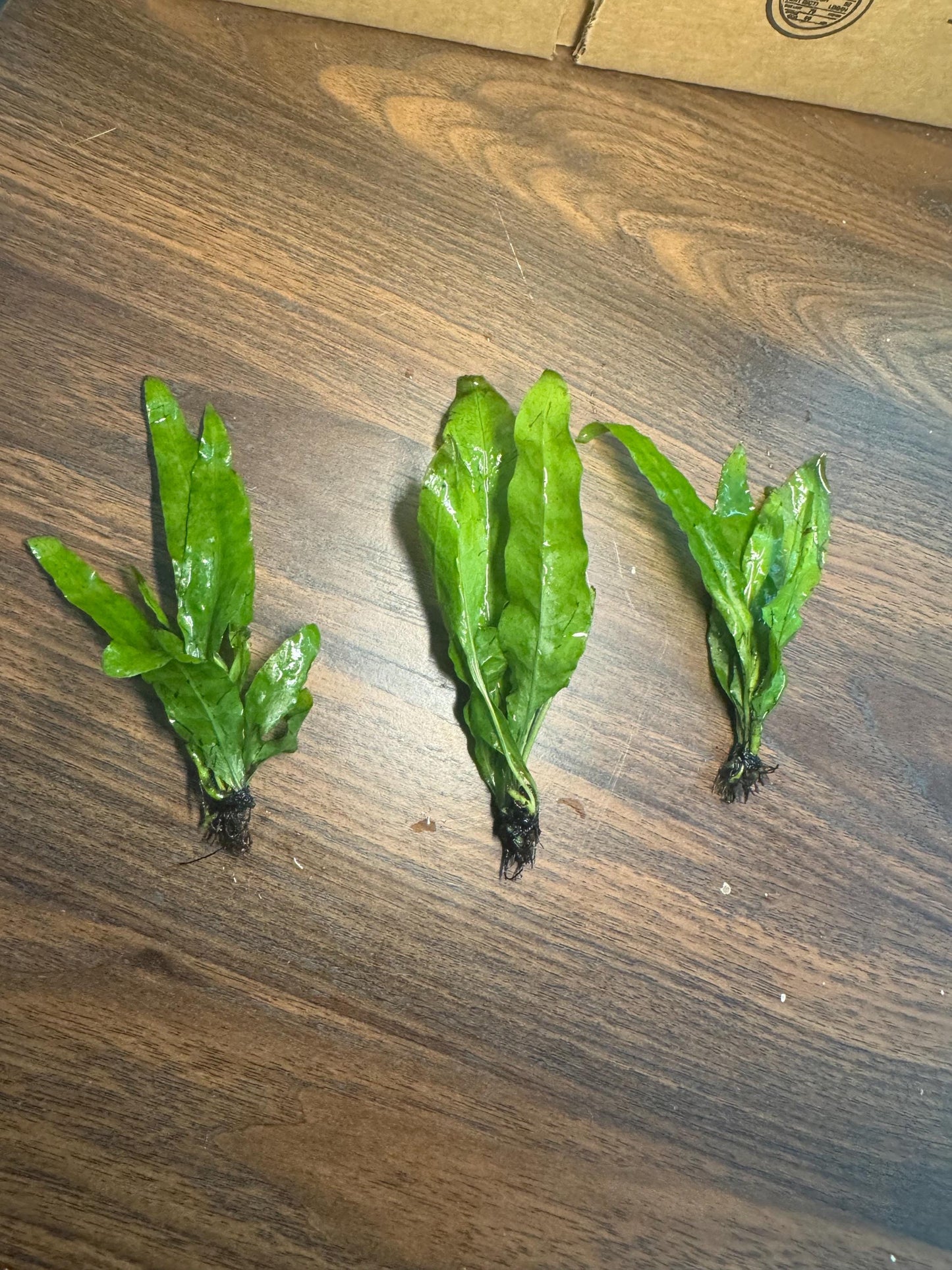 Java Fern Bare Root Live Aquarium Plant – Easy Low Light Freshwater Plant for Betta, Shrimp & Planted Tanks