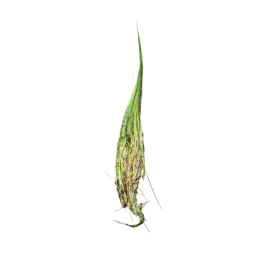 Single Dwarf Hair Grass plant with visible roots on white background, fresh aquarium carpeting plant portion ready for planting in freshwater tanks