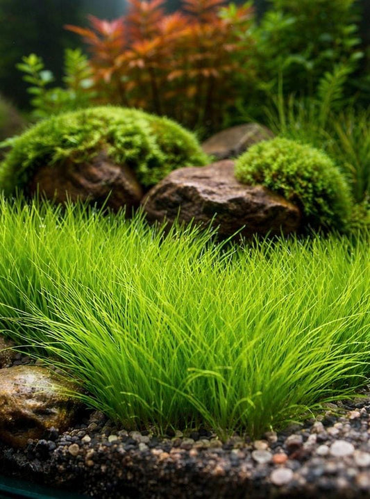 Dwarf Hair Grass forming a dense, bright green carpet in a planted freshwater aquarium with natural rocks and aquascape background, foreground carpeting plant for shrimp and nano tanks.
