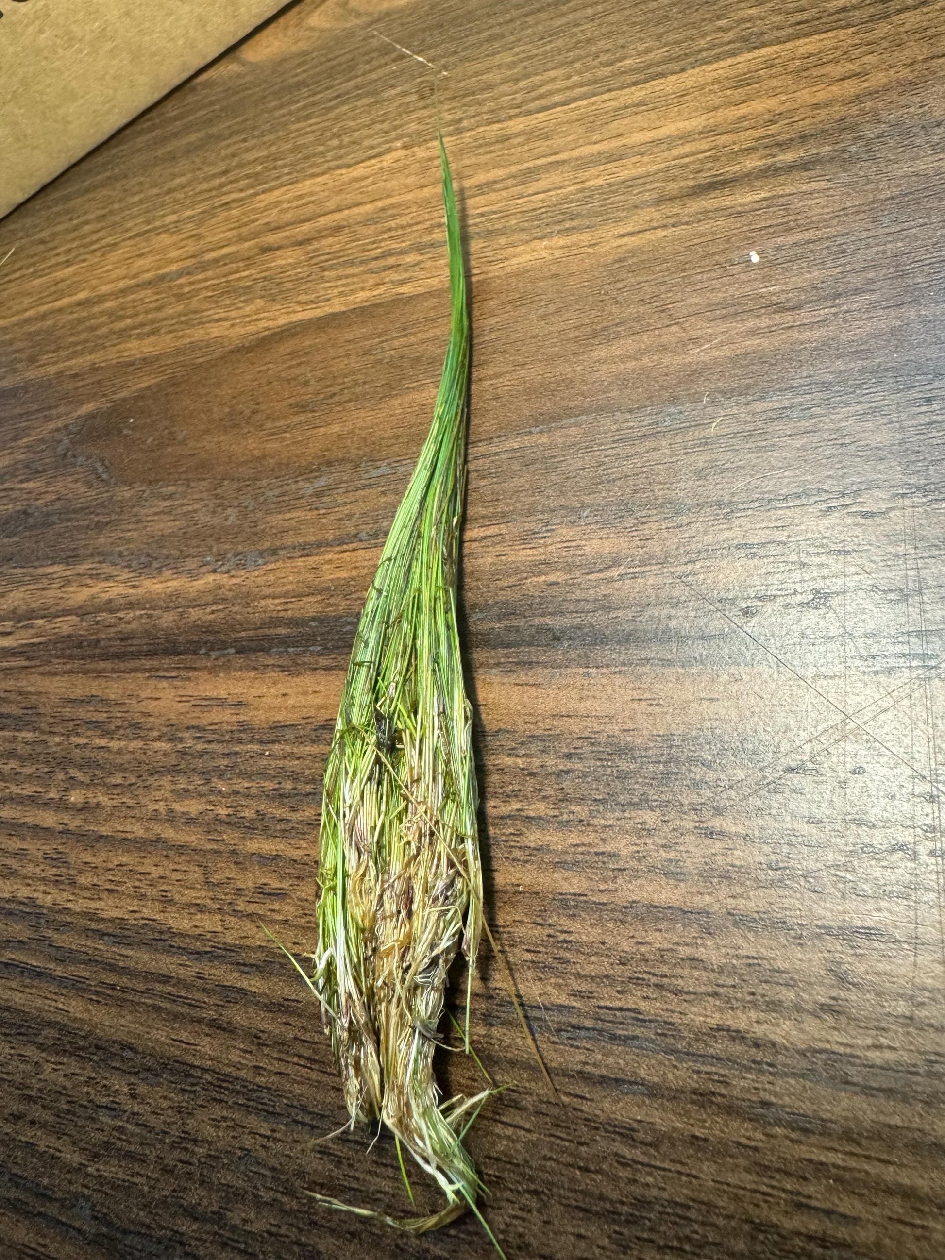 Single Dwarf Hair Grass plant with exposed roots resting on a wooden surface, freshly separated aquarium carpeting plant ready for planting in a freshwater tank.