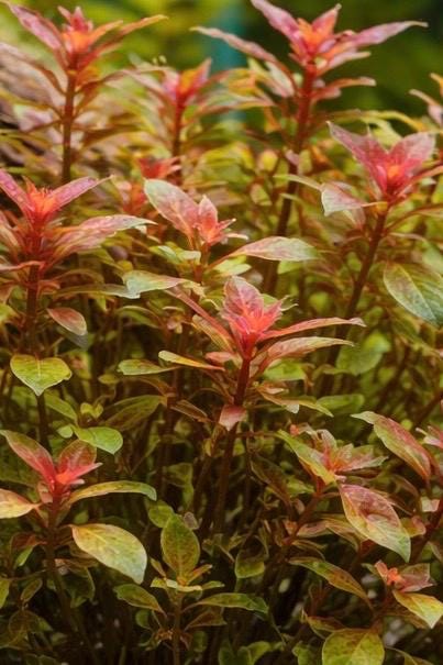 Ludwigia Super Red Mini – Live Aquarium Stem Plant – Vibrant Red Planted Tank Plant