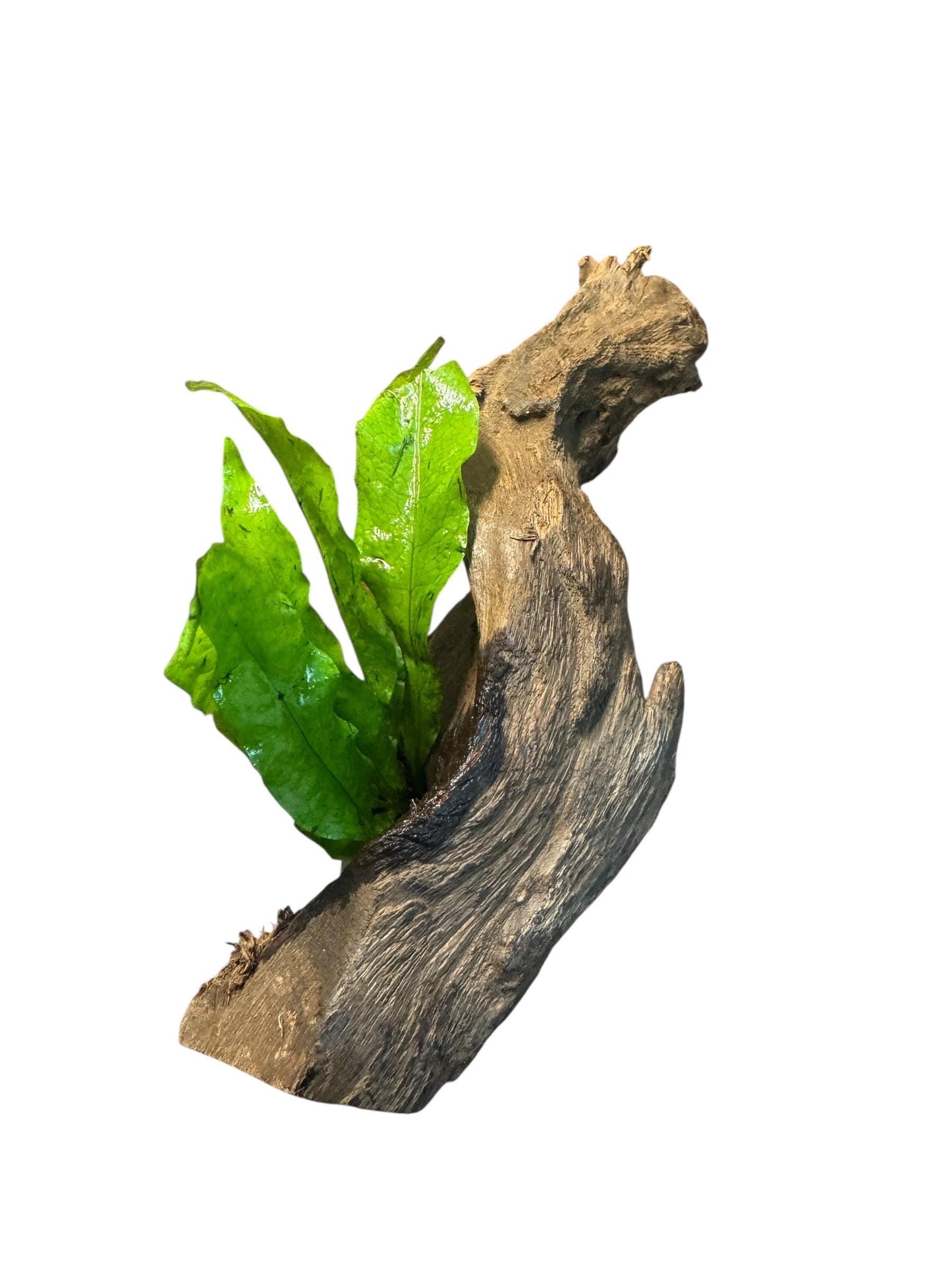 Java Fern on Mopani Wood – Live Aquarium Plant Driftwood, Betta Tank Decor, Shrimp Aquascape Plant