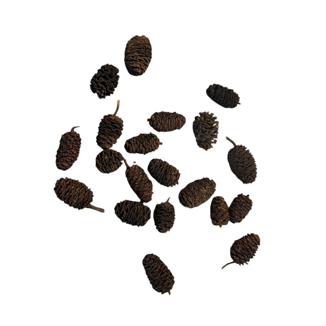 Alder cones for aquarium natural tannins betta botanicals blackwater aquarium alder cones on white background