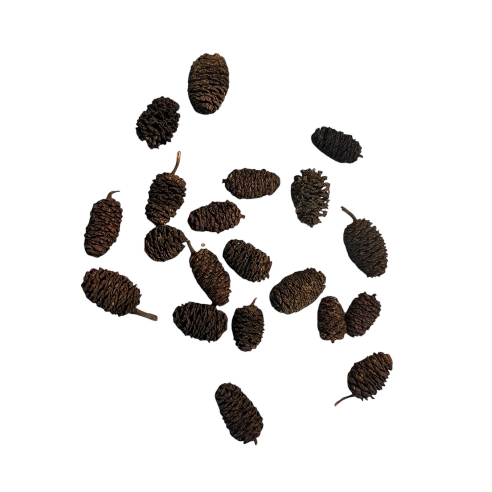 Alder cones for aquarium natural tannins betta botanicals blackwater aquarium alder cones on white background