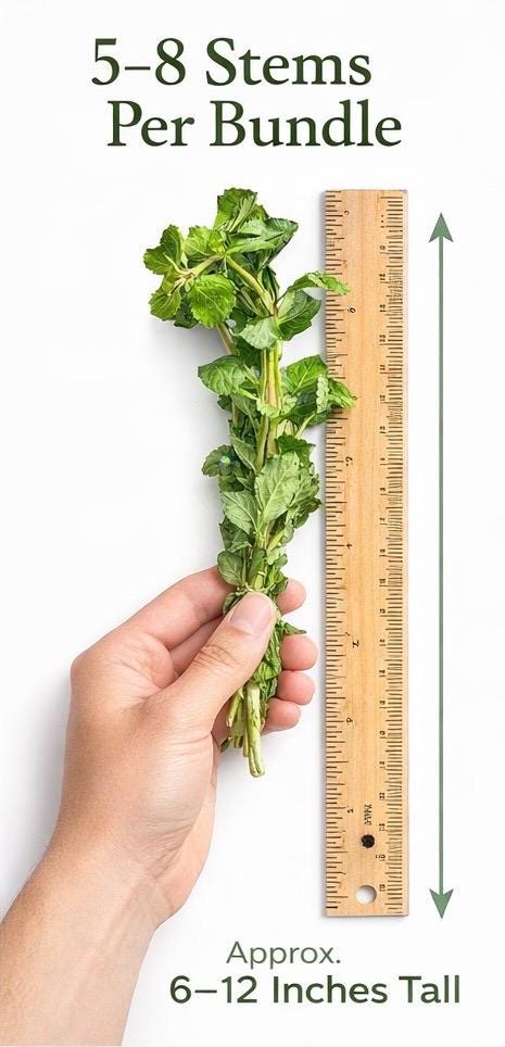 Water Wisteria aquarium plant bundle size reference, 5–8 stems per bunch held next to ruler, live freshwater plant approximately 6–12 inches tall