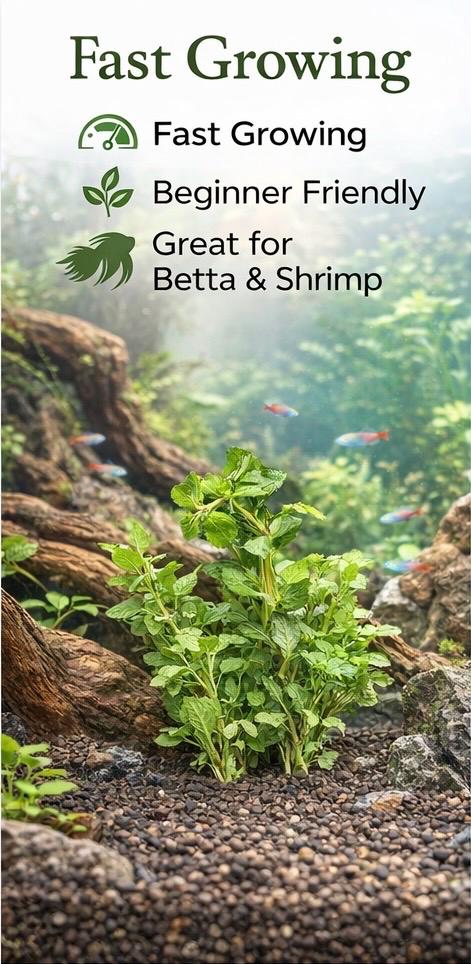 Water Wisteria planted aquarium scene with natural driftwood and fish, live freshwater plant fast growing and beginner friendly for betta and shrimp tanks