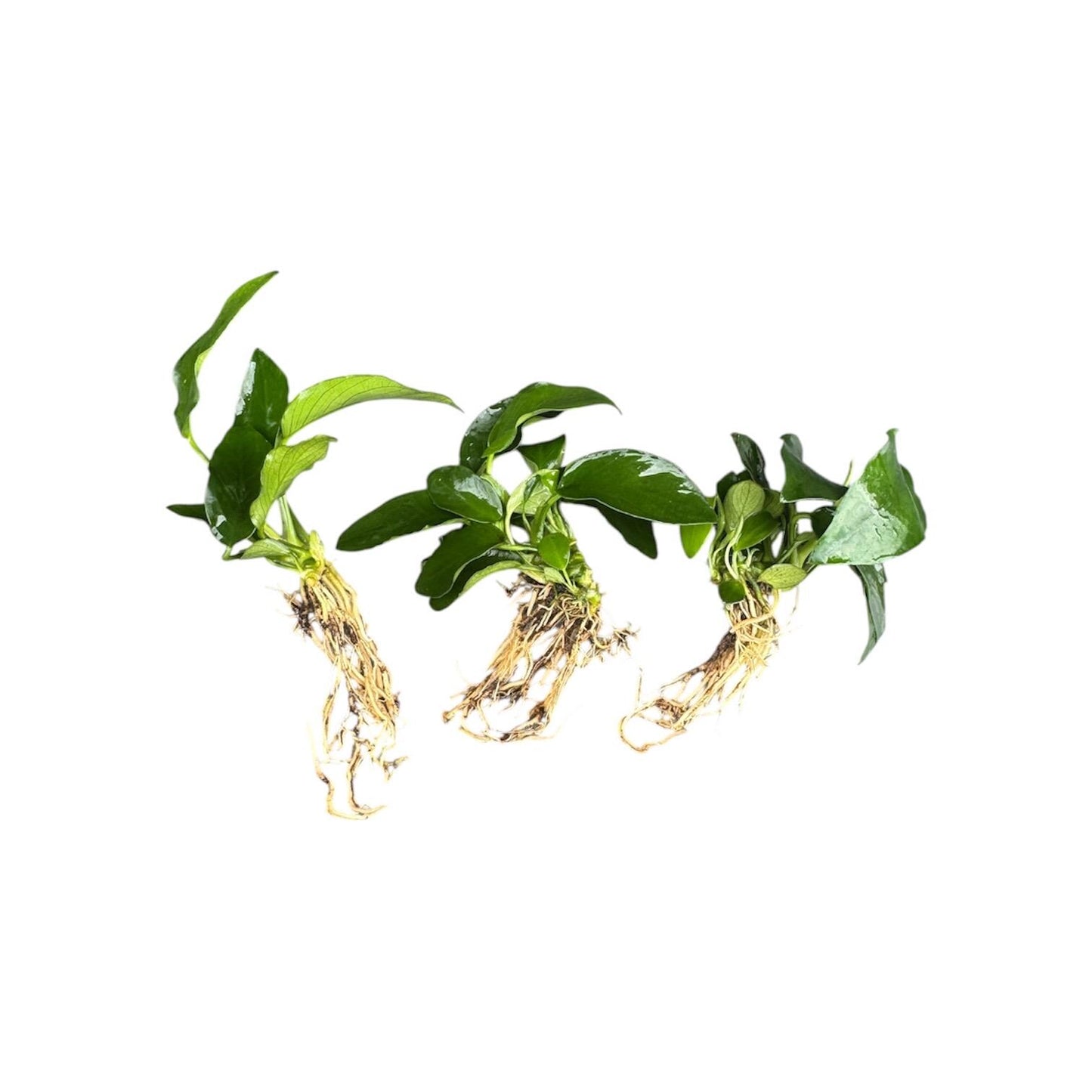 Anubias Nana Petite Live Aquarium Plant – Easy Low Light Freshwater Plant, Betta & Shrimp Tank, Attach to Wood or Rock