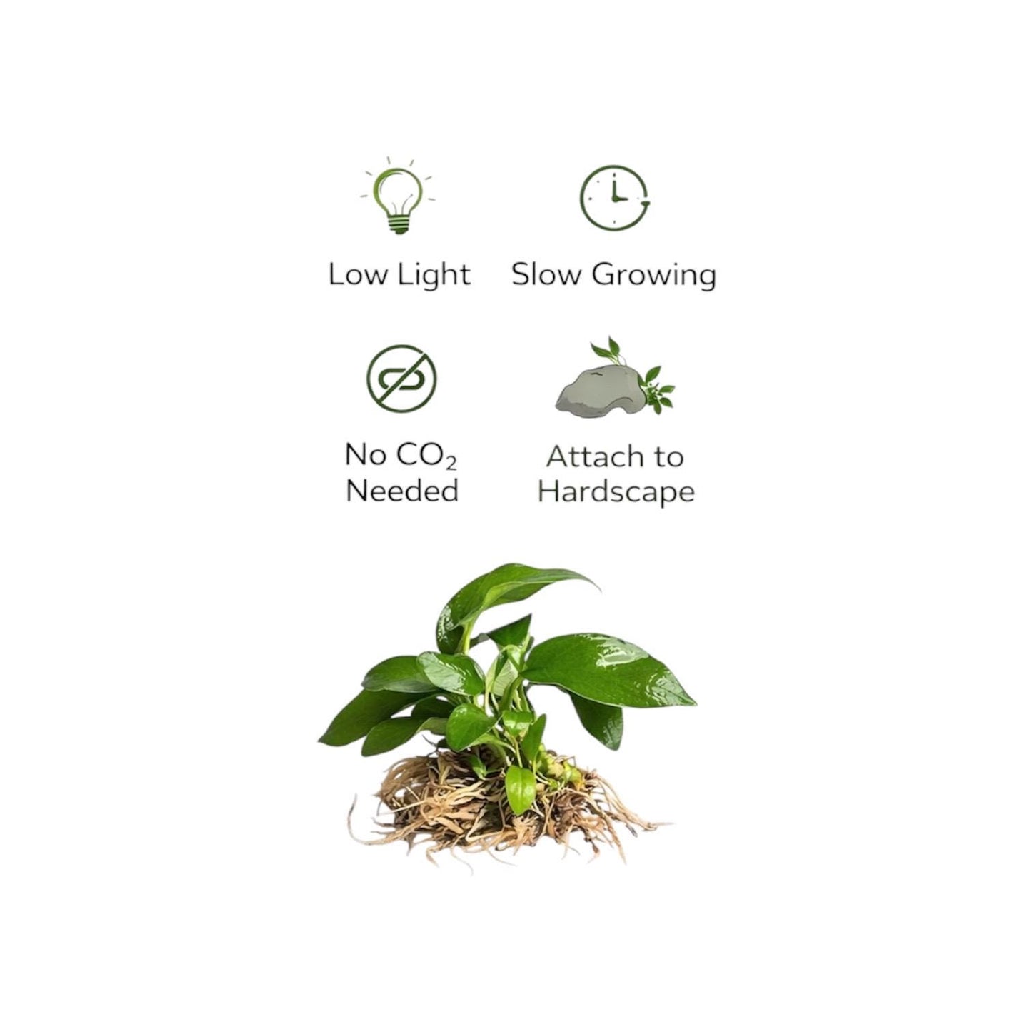 Anubias Nana Petite Live Aquarium Plant – Easy Low Light Freshwater Plant, Betta & Shrimp Tank, Attach to Wood or Rock
