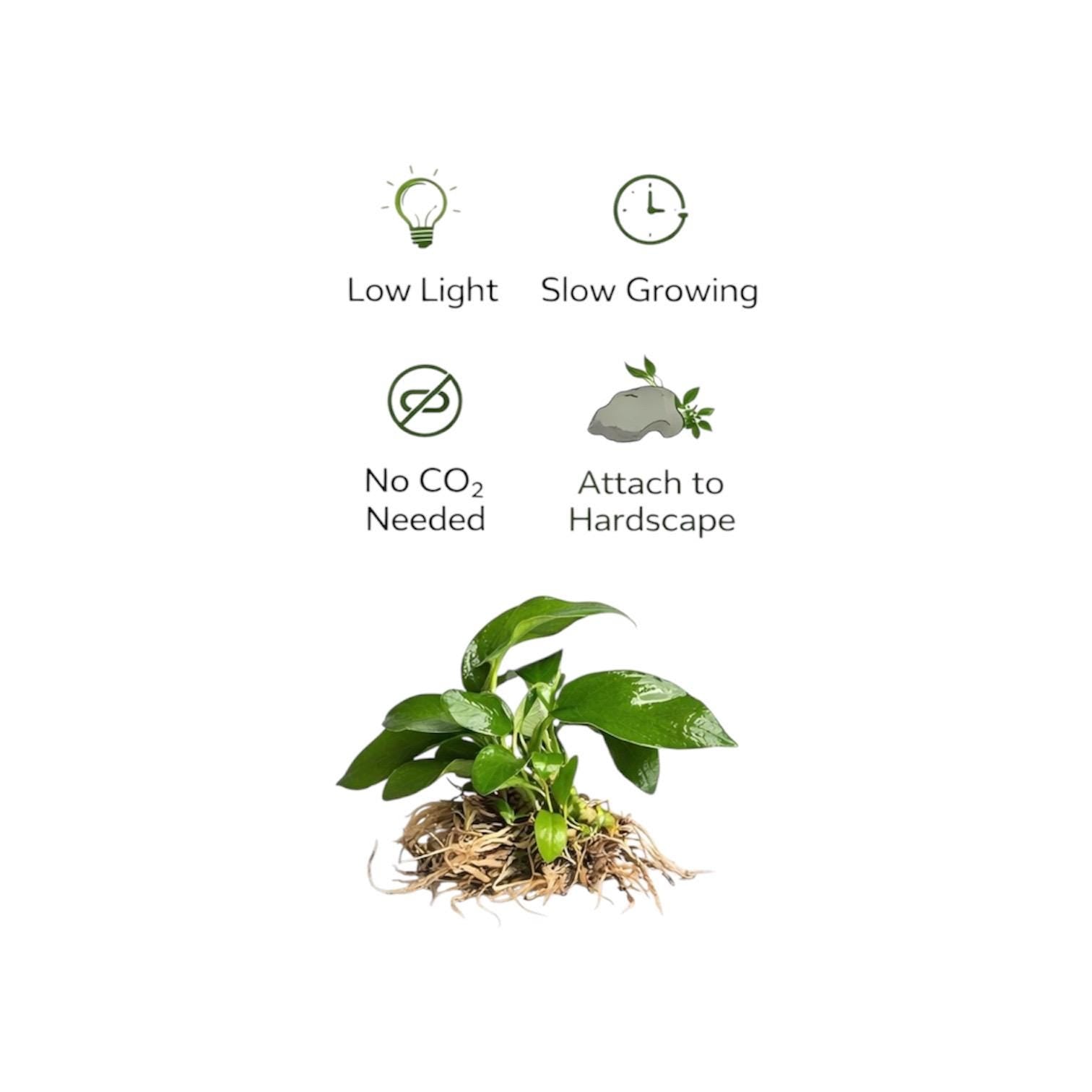 Anubias Nana Petite Live Aquarium Plant – Easy Low Light Freshwater Plant, Betta & Shrimp Tank, Attach to Wood or Rock