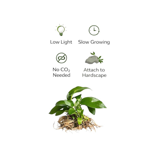 Anubias Nana Petite Live Aquarium Plant – Easy Low Light Freshwater Plant, Betta &amp; Shrimp Tank, Attach to Wood or Rock